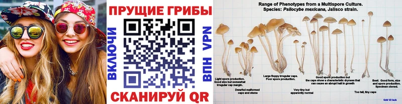 Галлюциногенные грибы Cubensis  Старая Купавна 